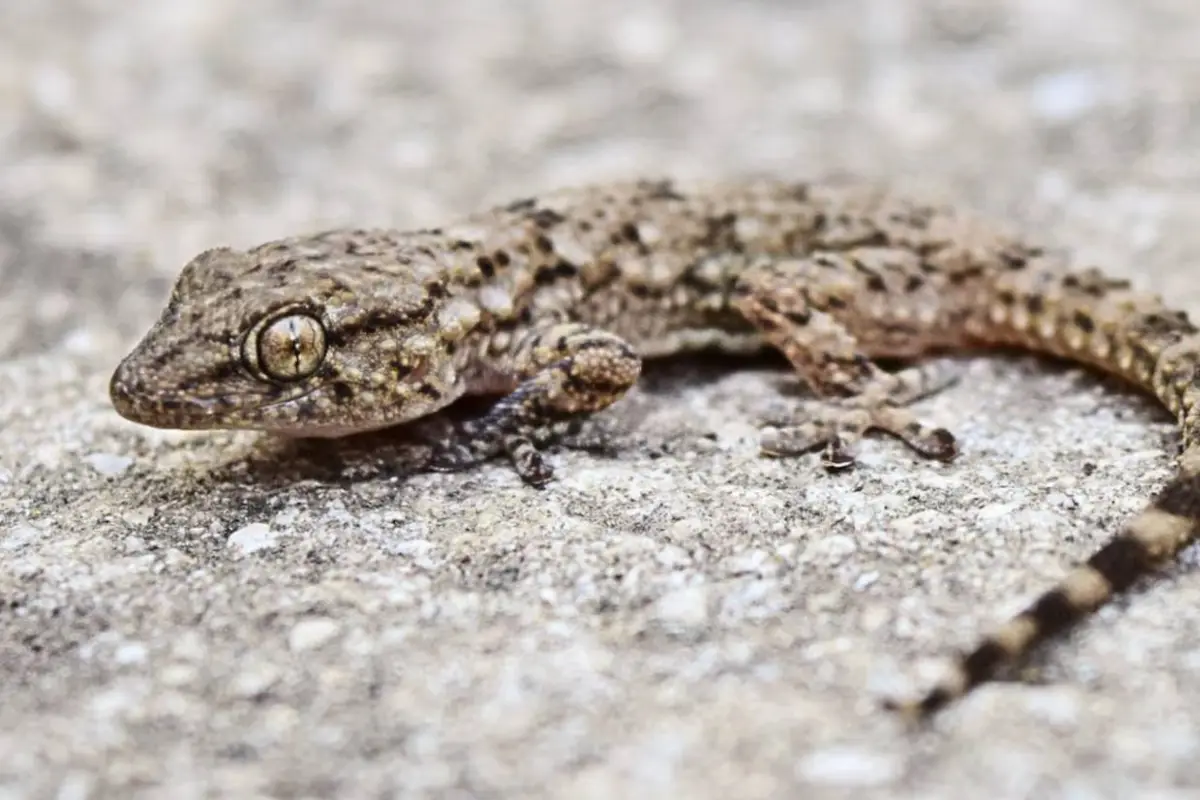 Lagartijas, Lagartijas