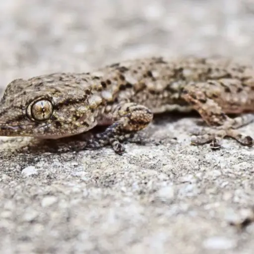 Lagartijas ,Lagartijas