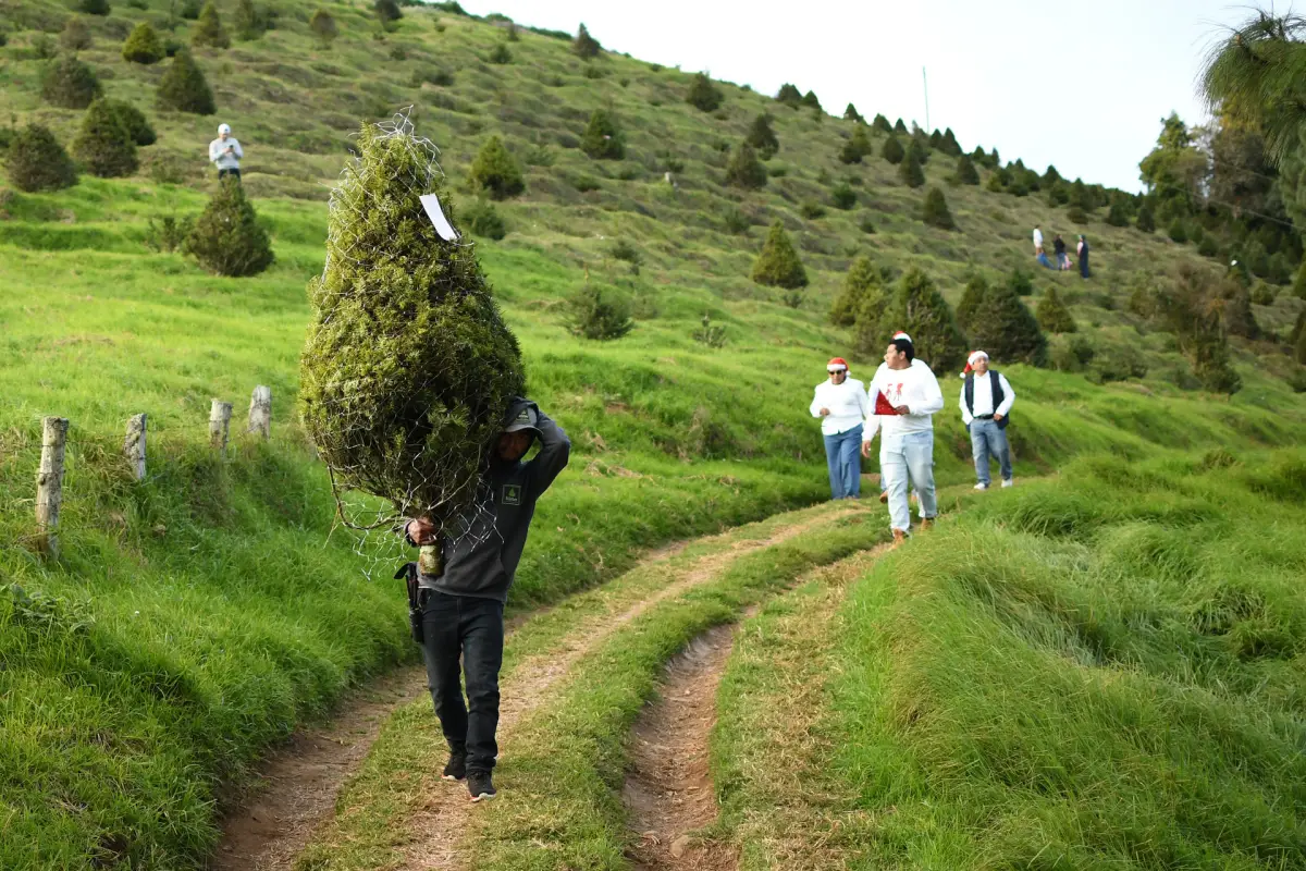Personas recorren una plantación este jueves, en San José Pinula (Guatemala),  EFE/ Alex Cruz
