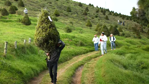 Personas recorren una plantación este jueves, en San José Pinula (Guatemala) , EFE/ Alex Cruz