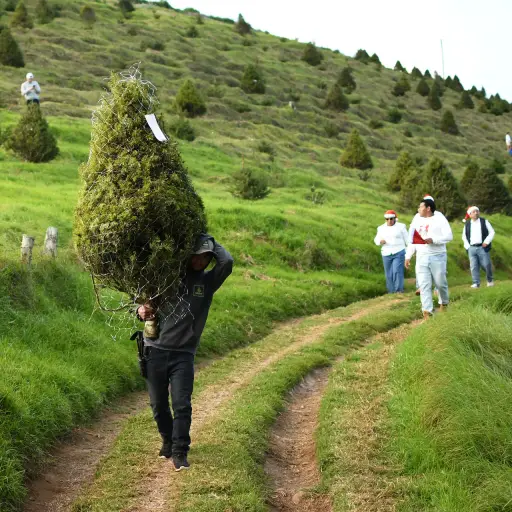 Personas recorren una plantación este jueves, en San José Pinula (Guatemala) , EFE/ Alex Cruz