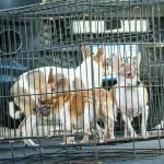 Se realizó el decomiso de nueve mascotas que se encontraban en condiciones insalubres.  ,Foto Albergue Municipal de Mascotas Mixco