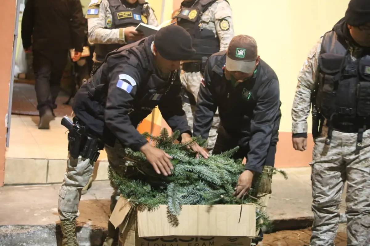 Las ramillas de pinabete fueron decomisadas durante un operativo en Quetzaltenango., PNC