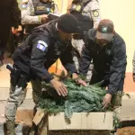 Las ramillas de pinabete fueron decomisadas durante un operativo en Quetzaltenango. ,PNC