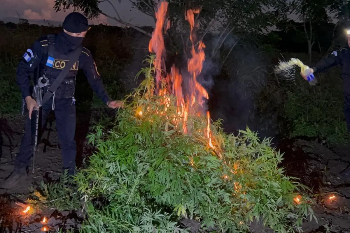 a erradicación forma parte de las operaciones permanentes contra el cultivo y tráfico de drogas en el país., Foto PNC