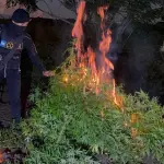 a erradicación forma parte de las operaciones permanentes contra el cultivo y tráfico de drogas en el país. ,Foto PNC