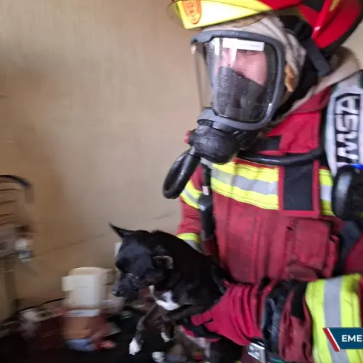 Bomberos rescataron a dos mascotas en un incendio. ,Foto Bomberos Municipales