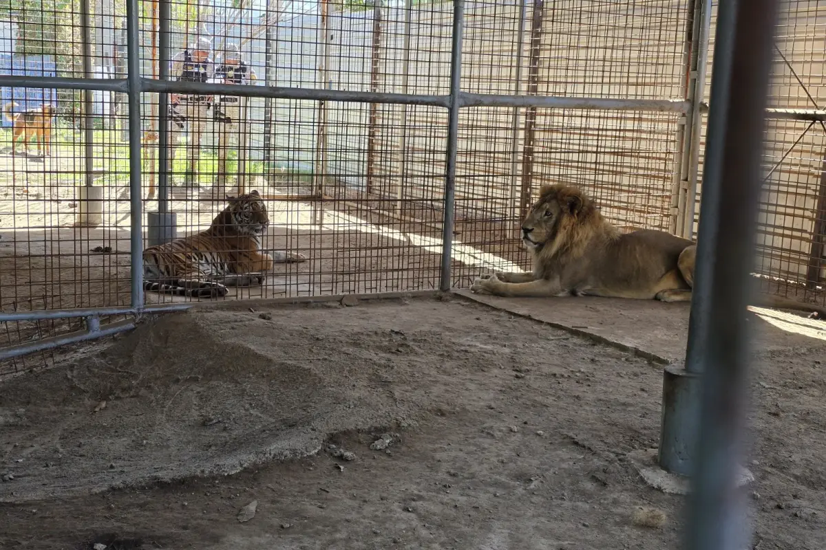 El tigre y el león quedaron bajo el resguardo de agentes de Diprona., Foto MP
