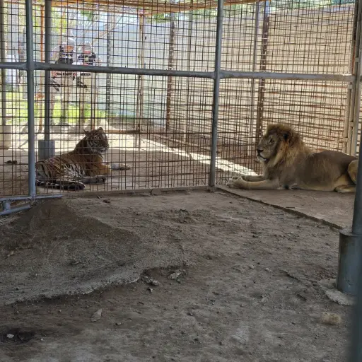 El tigre y el león quedaron bajo el resguardo de agentes de Diprona. ,Foto MP