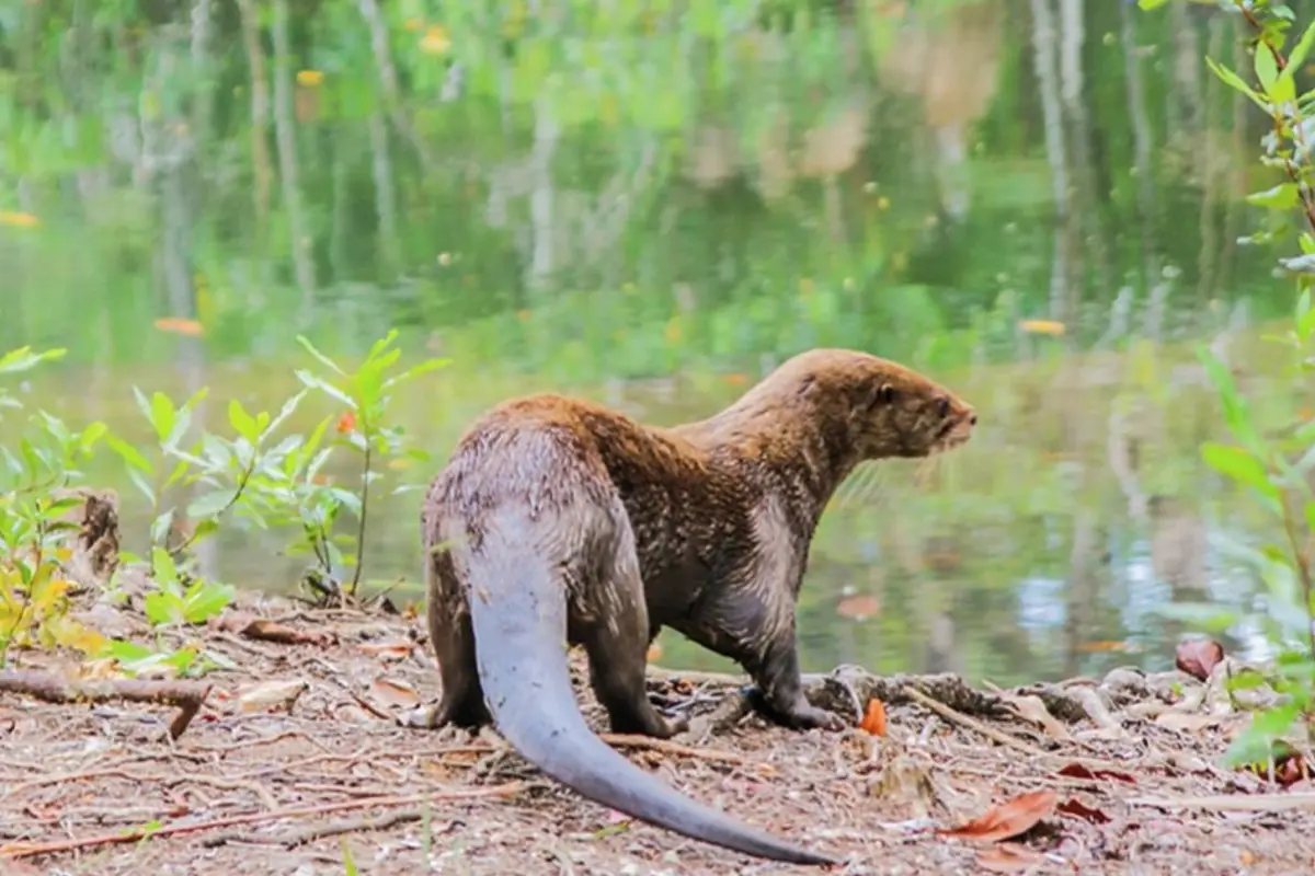 En Guatemala, la nutria habita en ríos y lagos de áreas protegidas., Foto Archivo ARCAS