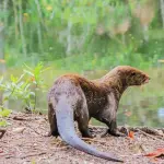 En Guatemala, la nutria habita en ríos y lagos de áreas protegidas. ,Foto Archivo ARCAS