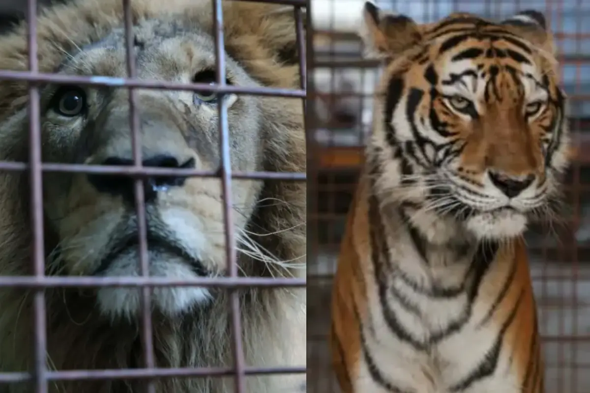Felinos rescatados en El Progreso , 