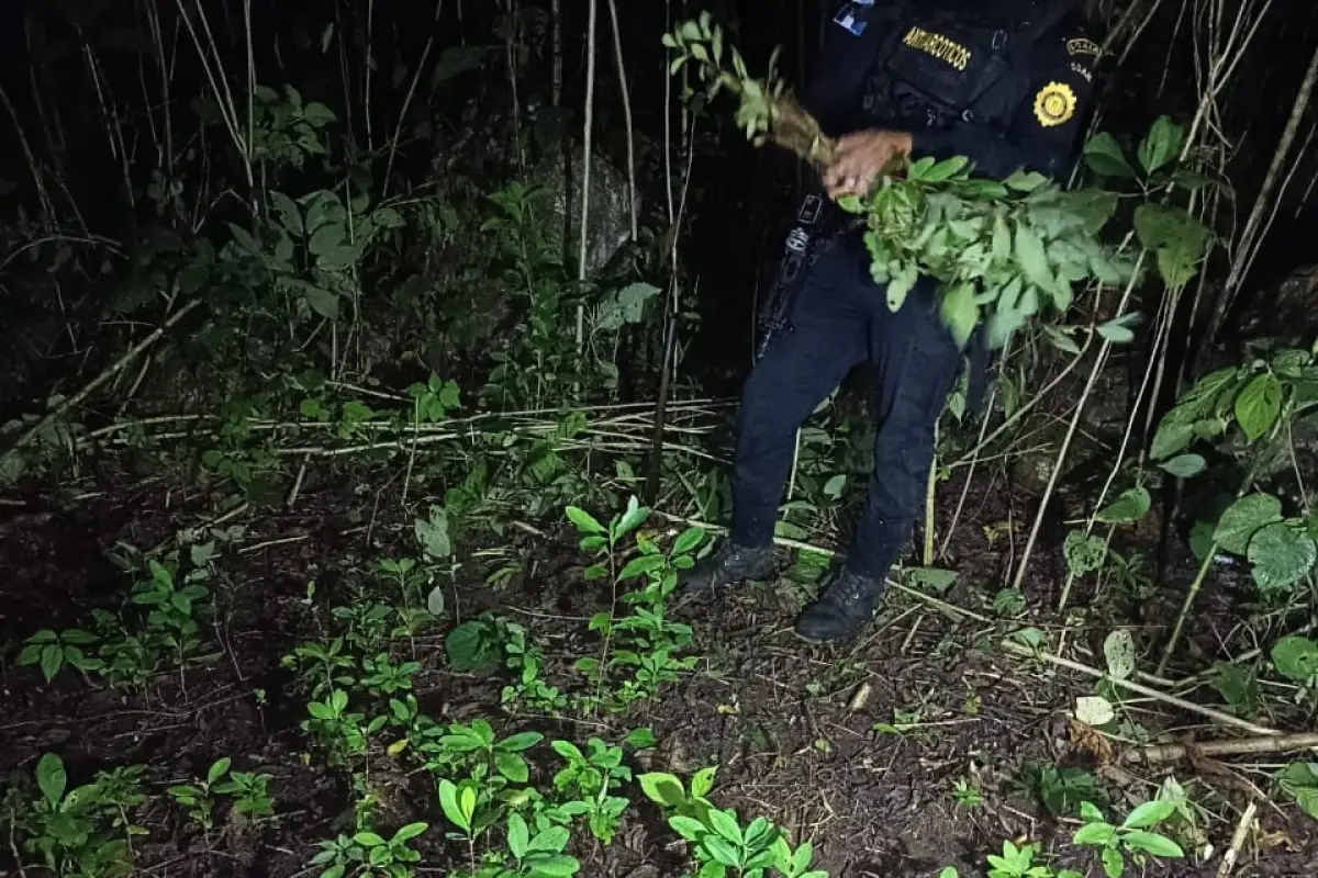 Las matas de hoja de Coca fueron encontradas en tres departamentos., PNC de Guatemala.