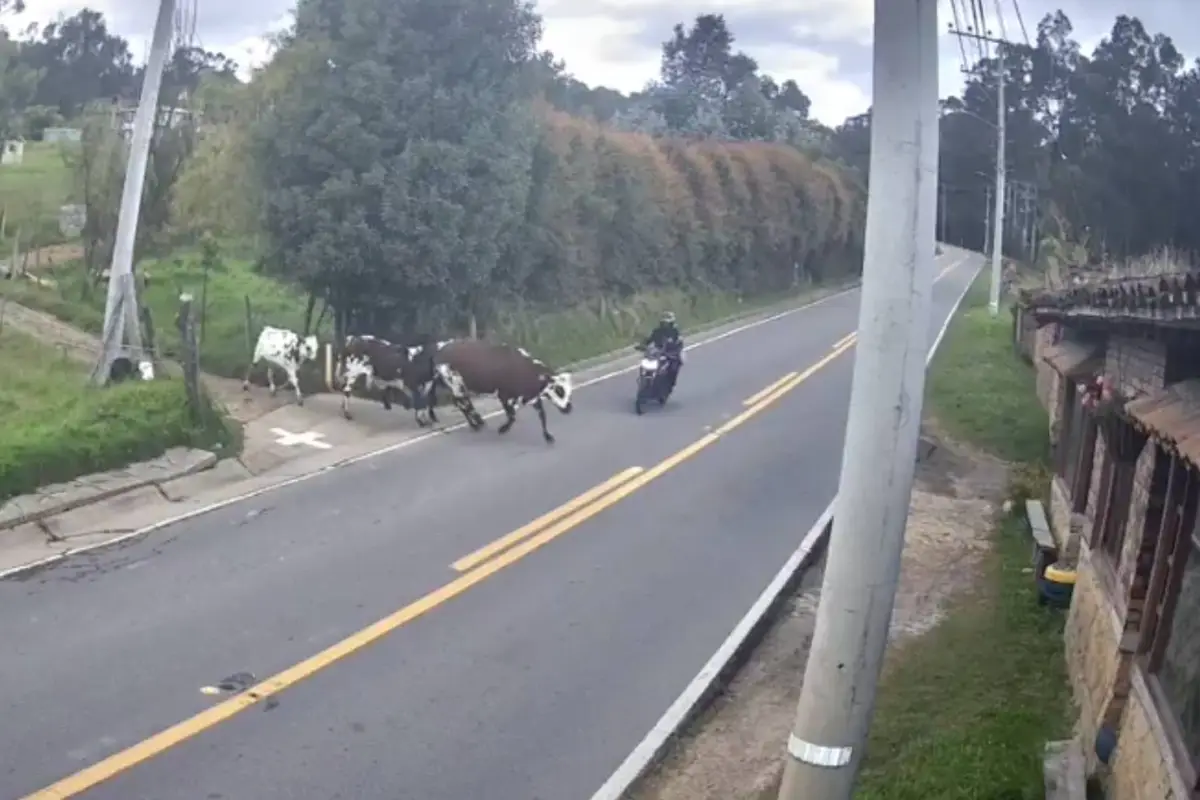 Choque entre motociclista y una vaca. , Captura de pantalla video X.