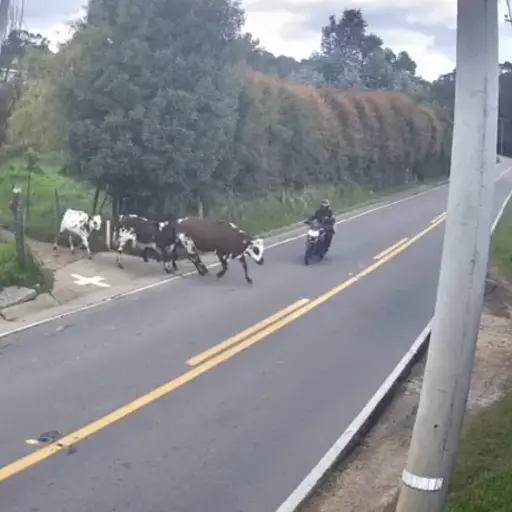 Choque entre motociclista y una vaca.  ,Captura de pantalla video X.