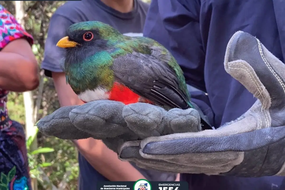 Rescatan ave que ingresó a una vivienda en Sololá., Bomberos Municipales Departamentales