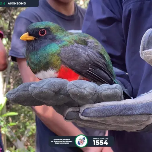 Rescatan ave que ingresó a una vivienda en Sololá. ,Bomberos Municipales Departamentales