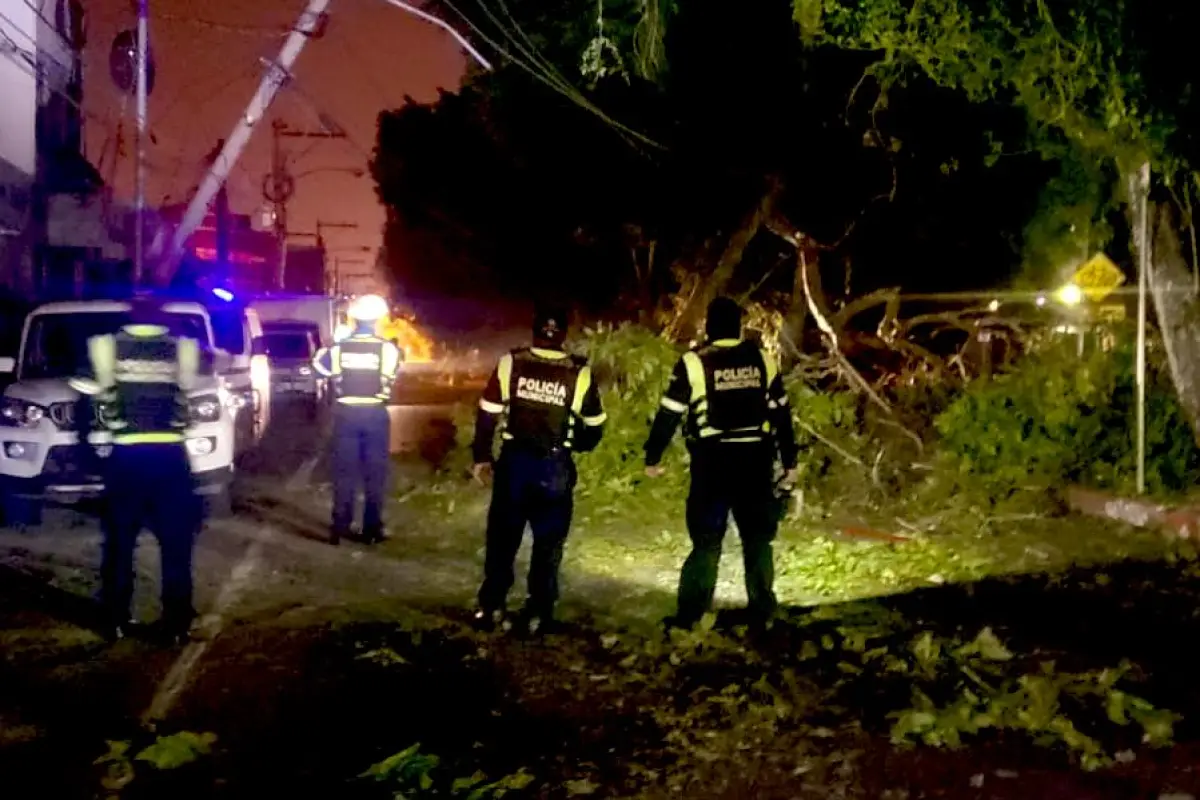 El árbol cayó en la colonia Roosevelt, zona 11., Bomberos Municipales Departamentales