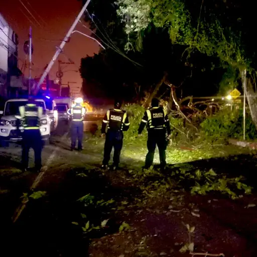 El árbol cayó en la colonia Roosevelt, zona 11. ,Bomberos Municipales Departamentales