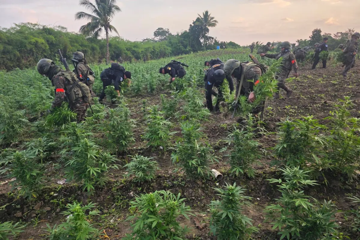 Las plantaciones fueron erradicadas en la aldea Los Laureles, municipio de Las Cruces, departamento de Petén., Ejército de Guatemala.