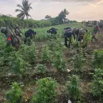 Las plantaciones fueron erradicadas en la aldea Los Laureles, municipio de Las Cruces, departamento de Petén. ,Ejército de Guatemala.