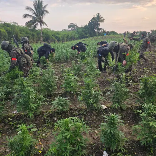 Las plantaciones fueron erradicadas en la aldea Los Laureles, municipio de Las Cruces, departamento de Petén. ,Ejército de Guatemala.