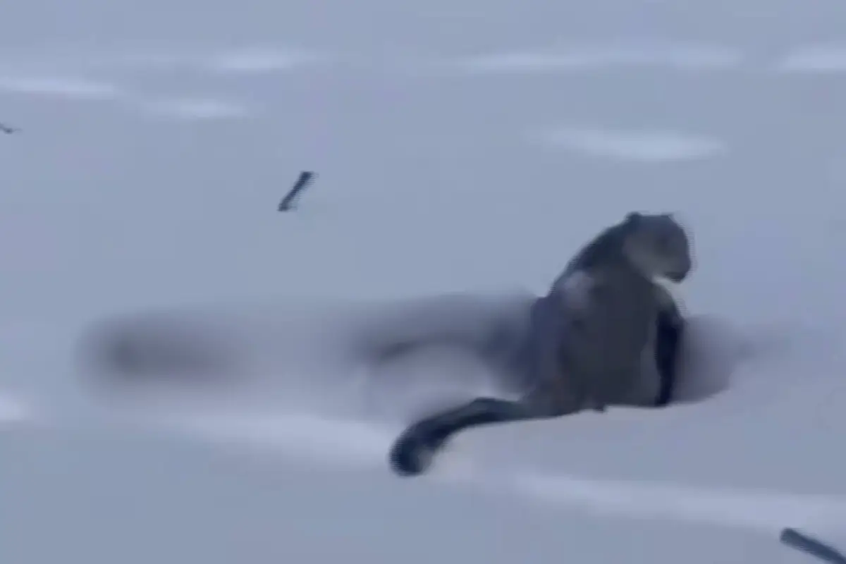Una esquiadora en China fue atacada por un leopardo de las nieves., Captura de pantalla video de X.