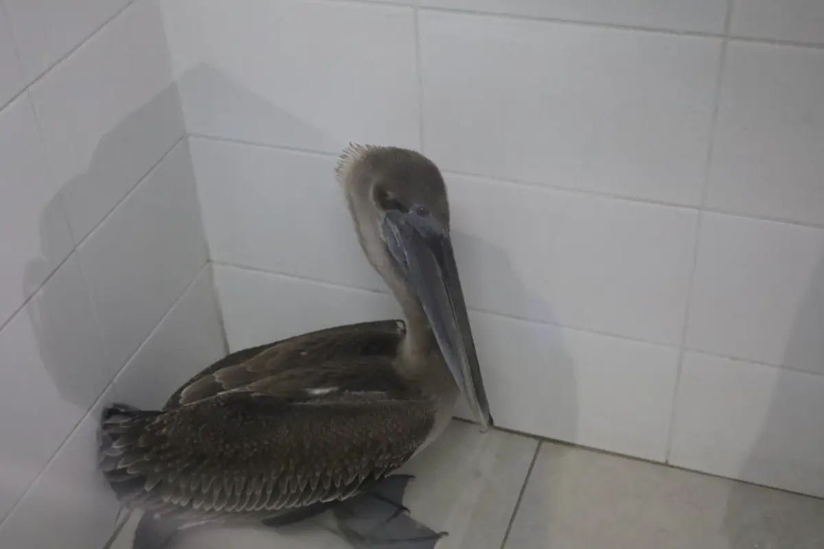 El ejemplar fue llevado a una estación de Bomberos Municipales para su tratamiento., Bomberos Municipales. 