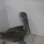 El ejemplar fue llevado a una estación de Bomberos Municipales para su tratamiento. ,Bomberos Municipales. 