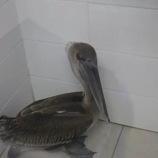 El ejemplar fue llevado a una estación de Bomberos Municipales para su tratamiento. ,Bomberos Municipales. 