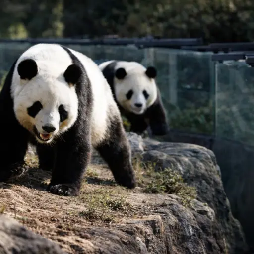 Pandas ,Pandas