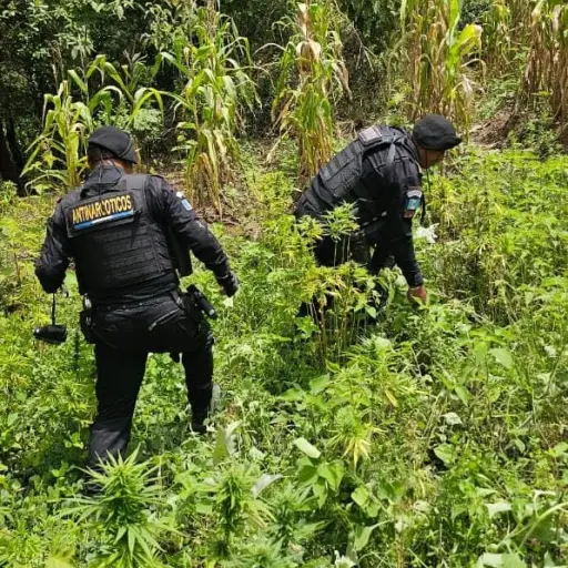 Agentes de la SGAIA de la PNC estuvieron a cargo del proceso de erradicación. ,PNC de Guatemala.