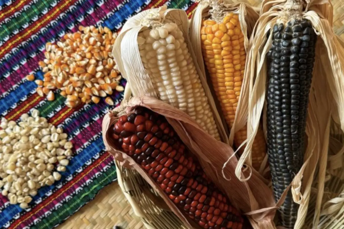 Ruta Maya, Ruta Maya