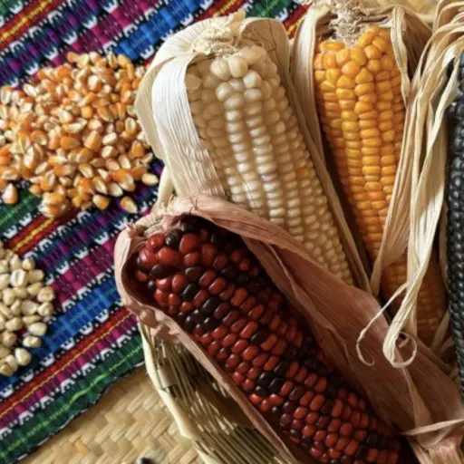 Ruta Maya ,Ruta Maya