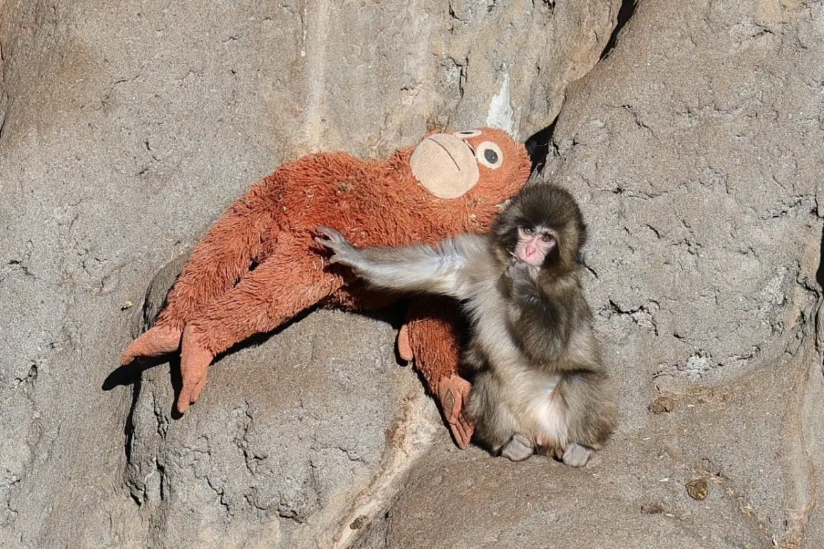 El video se volvió viral en redes sociales., Redes sociales.