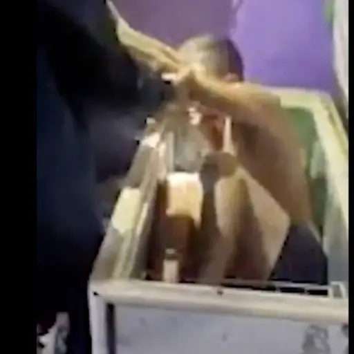 El momento viral de una captura inusual. ,Captura de pantalla video de X.