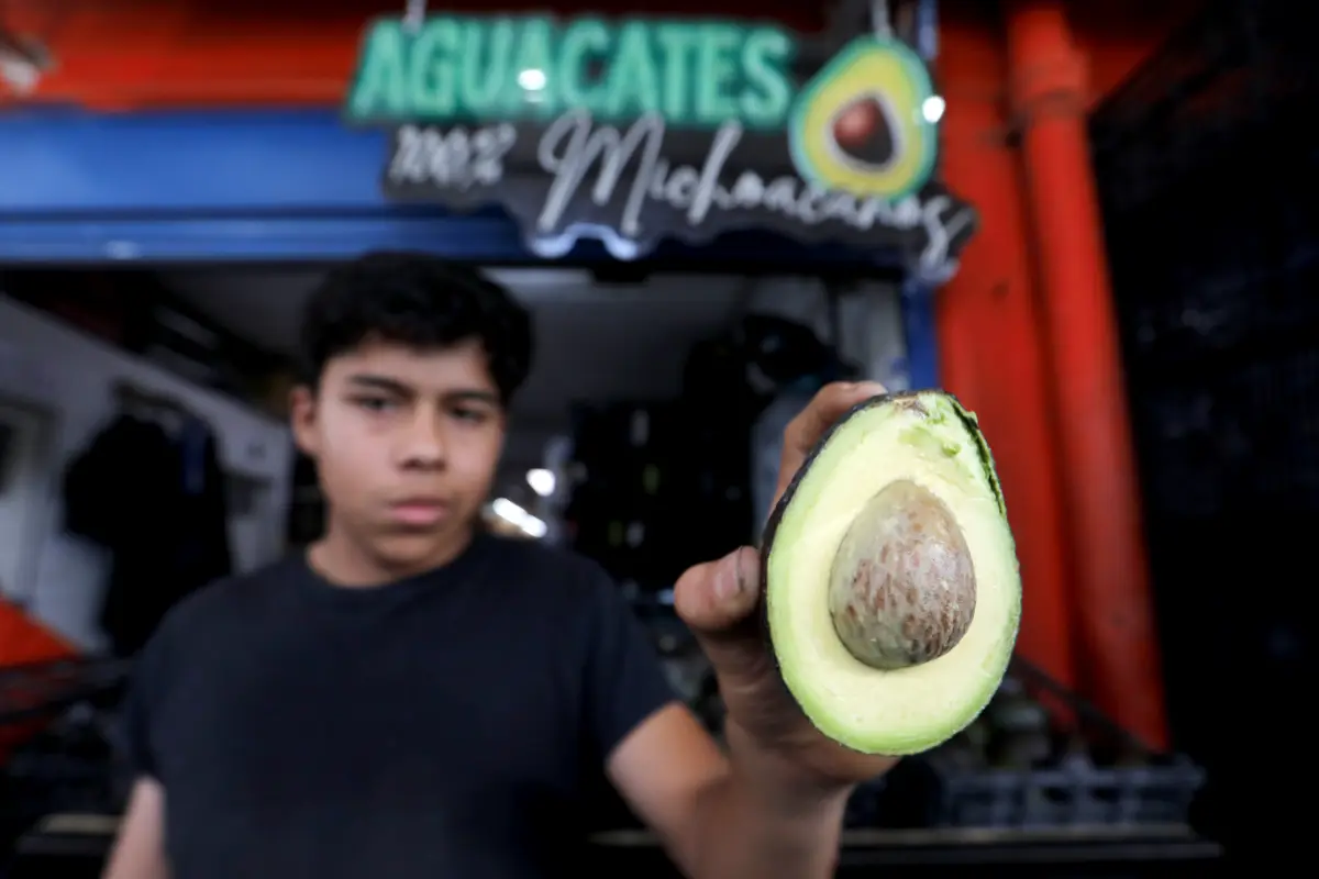 Productores de aguacate en México destacan en las exportaciones récord a Estados Unidos 