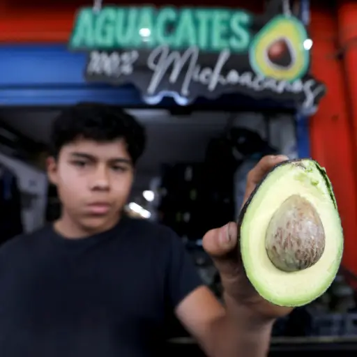 Productores de aguacate en México destacan en las exportaciones récord a Estados Unidos 