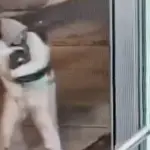 Violento acto de vandalismo contra el Transmetro. ,Captura de pantalla video de X.