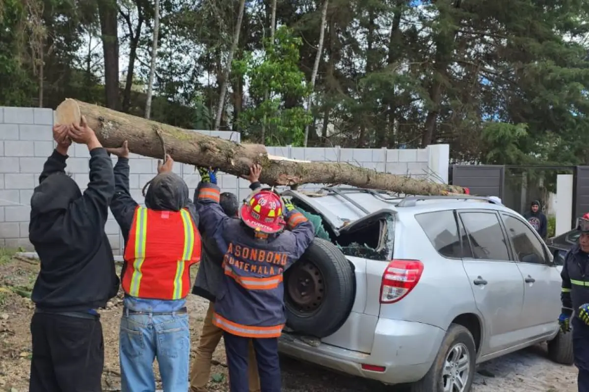 Equipos de socorro trabajan para retirar los restos del árbol., Bomberos Municipales Departamentales