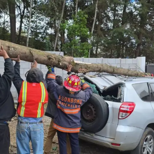 Equipos de socorro trabajan para retirar los restos del árbol. ,Bomberos Municipales Departamentales