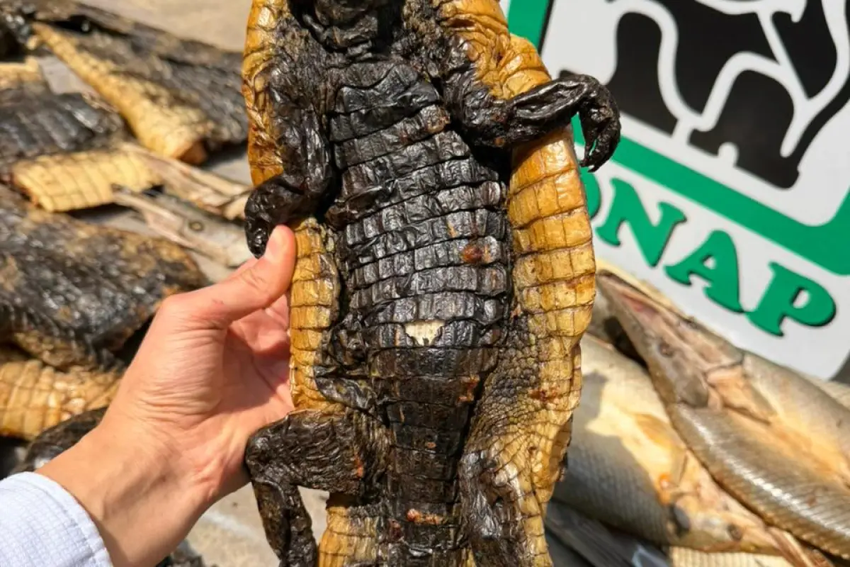 Alertan por aumento de venta de fauna amenazada, Conap