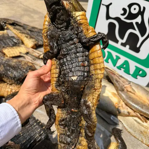 Alertan por aumento de venta de fauna amenazada ,Conap