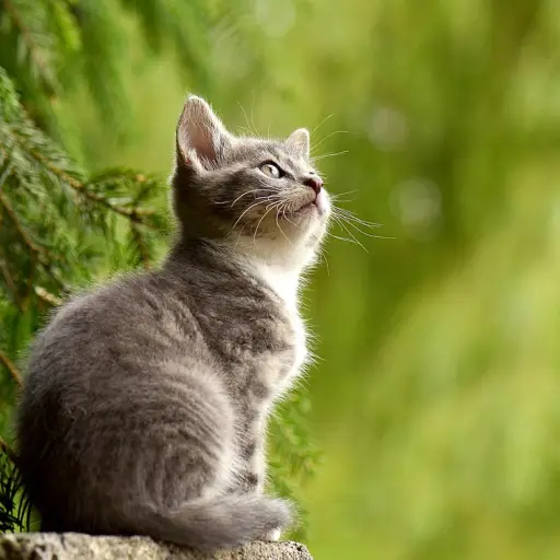 Día del Gato ,Redes sociales