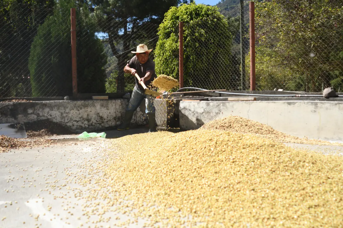 Una persona recoge granos de café en la finca Santa Victoria el 16 de enero de 2026 en Panajachel (Guatemala), EFE/ Alex Cruz