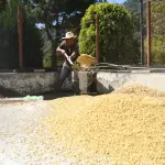 El aroma a café de las montañas de Atitlán en Guatemala conquista el mercado chinot