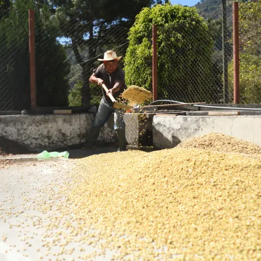 Una persona recoge granos de café en la finca Santa Victoria el 16 de enero de 2026 en Panajachel (Guatemala) , EFE/ Alex Cruz