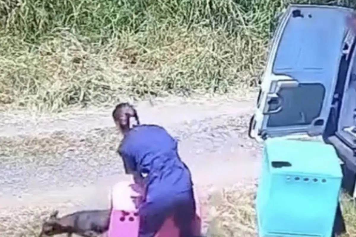Rescatistas abandonando perros en Brasil., Captura de pantalla video de X.