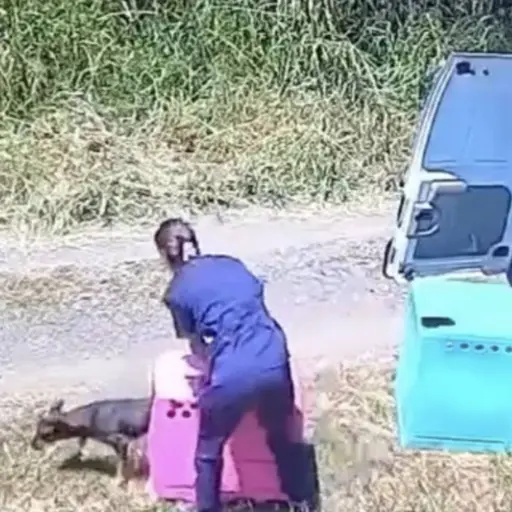Rescatistas abandonando perros en Brasil. ,Captura de pantalla video de X.