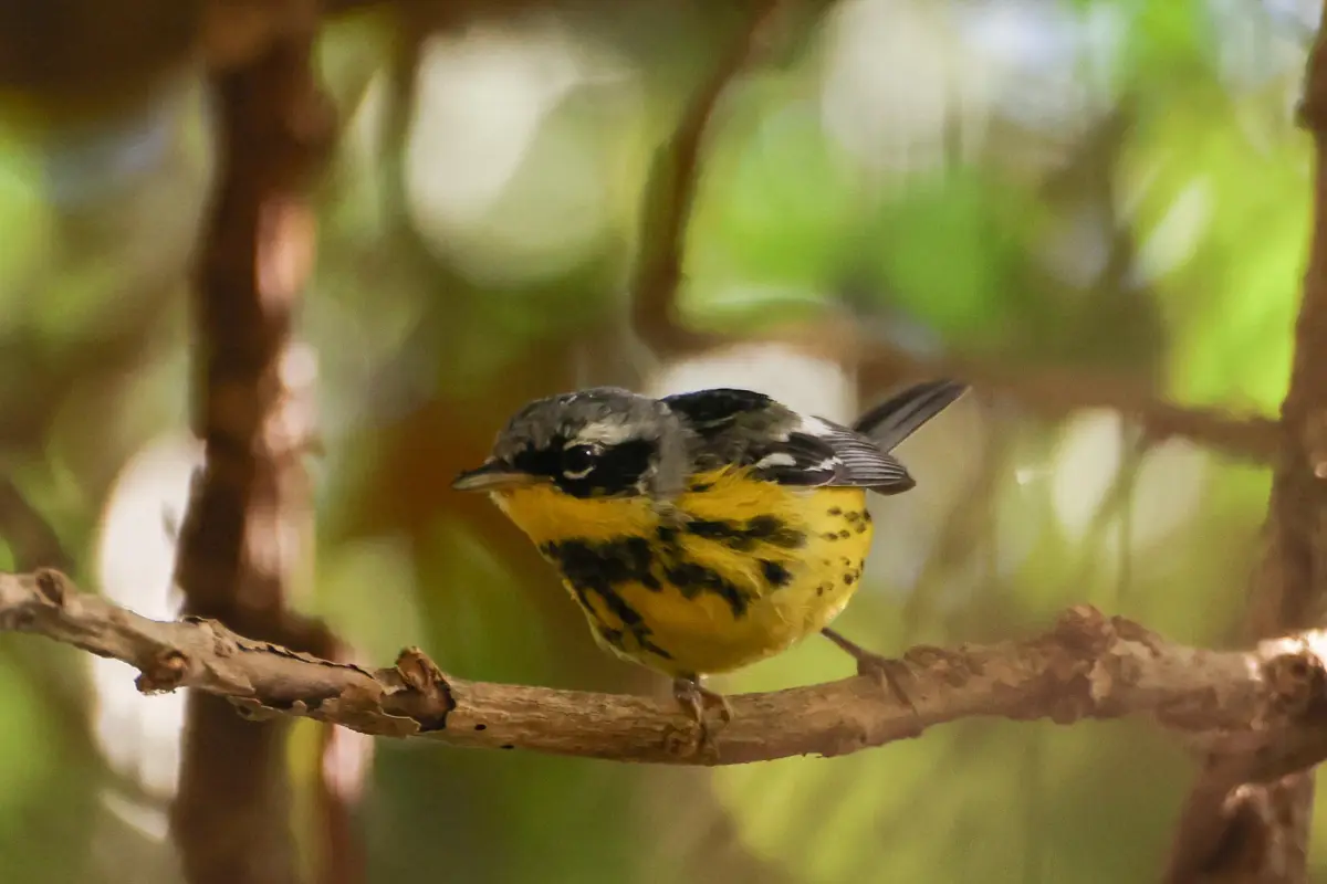 Un ejemplar conocido como Magnolia Warbler fue captado en la Ciudad de Guatemala.,  EFE/ Mariano Macz
